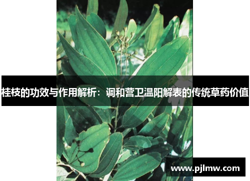 桂枝的功效与作用解析：调和营卫温阳解表的传统草药价值