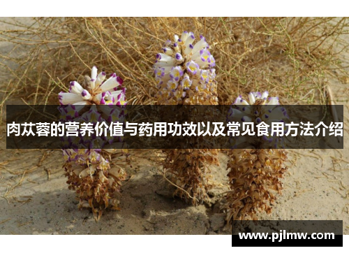 肉苁蓉的营养价值与药用功效以及常见食用方法介绍